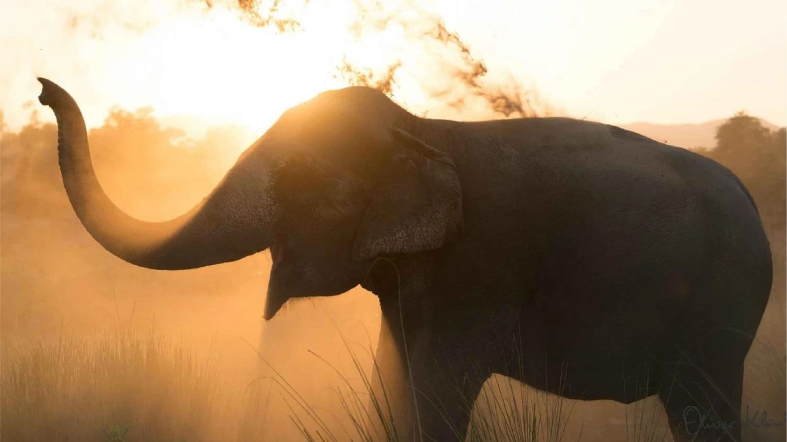 Hathi Gaon (Elephant Sanctuary) Visit Hathi Gaon (Elephant Sanctuary) Visit