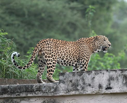 Jhalana Leopard Safari Jhalana Leopard Safari