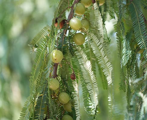 Amla Picking Amla Picking