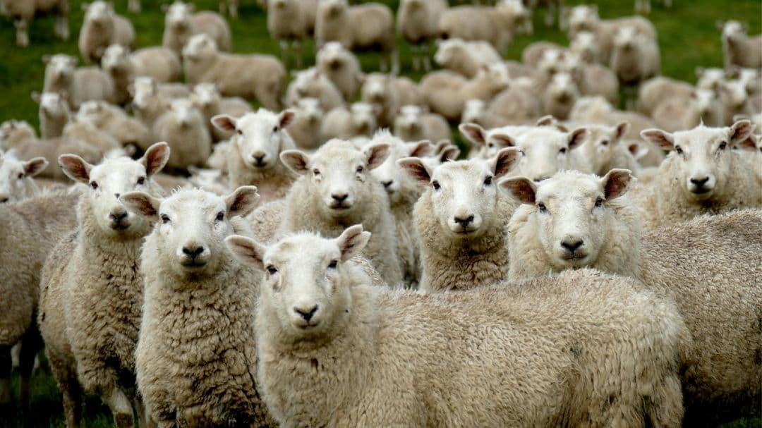 Sheep Herding Sheep Herding