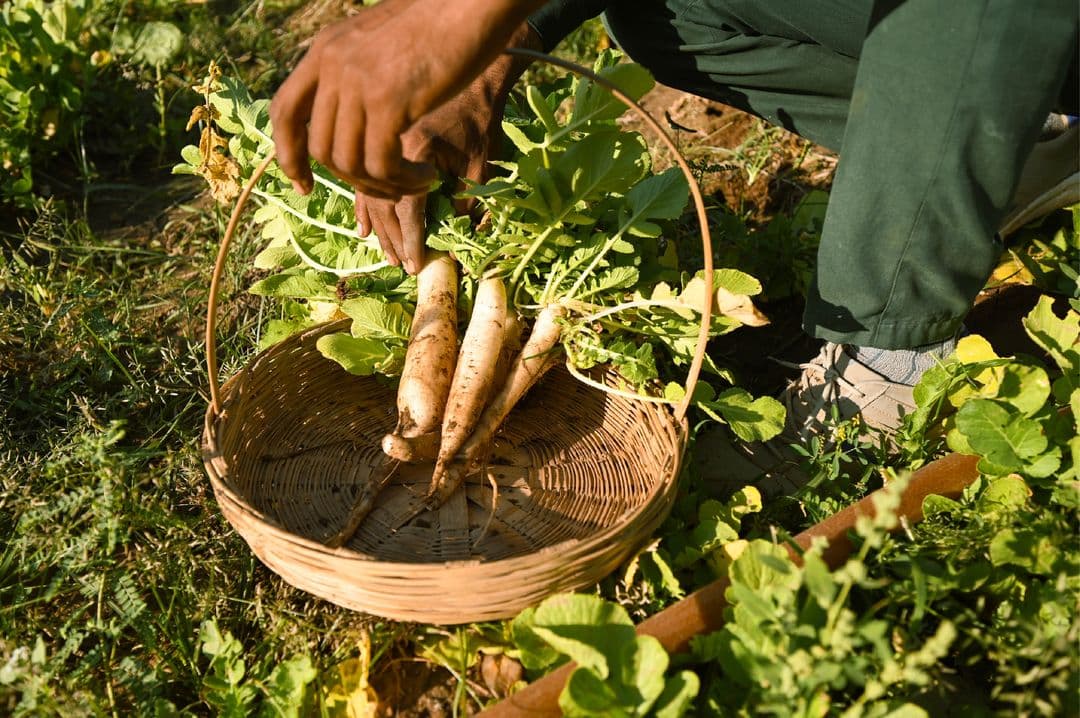 Organic Farming Organic Farming