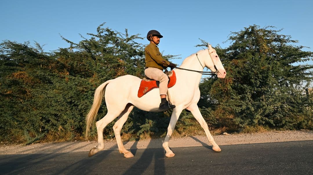 Horse Riding Horse Riding