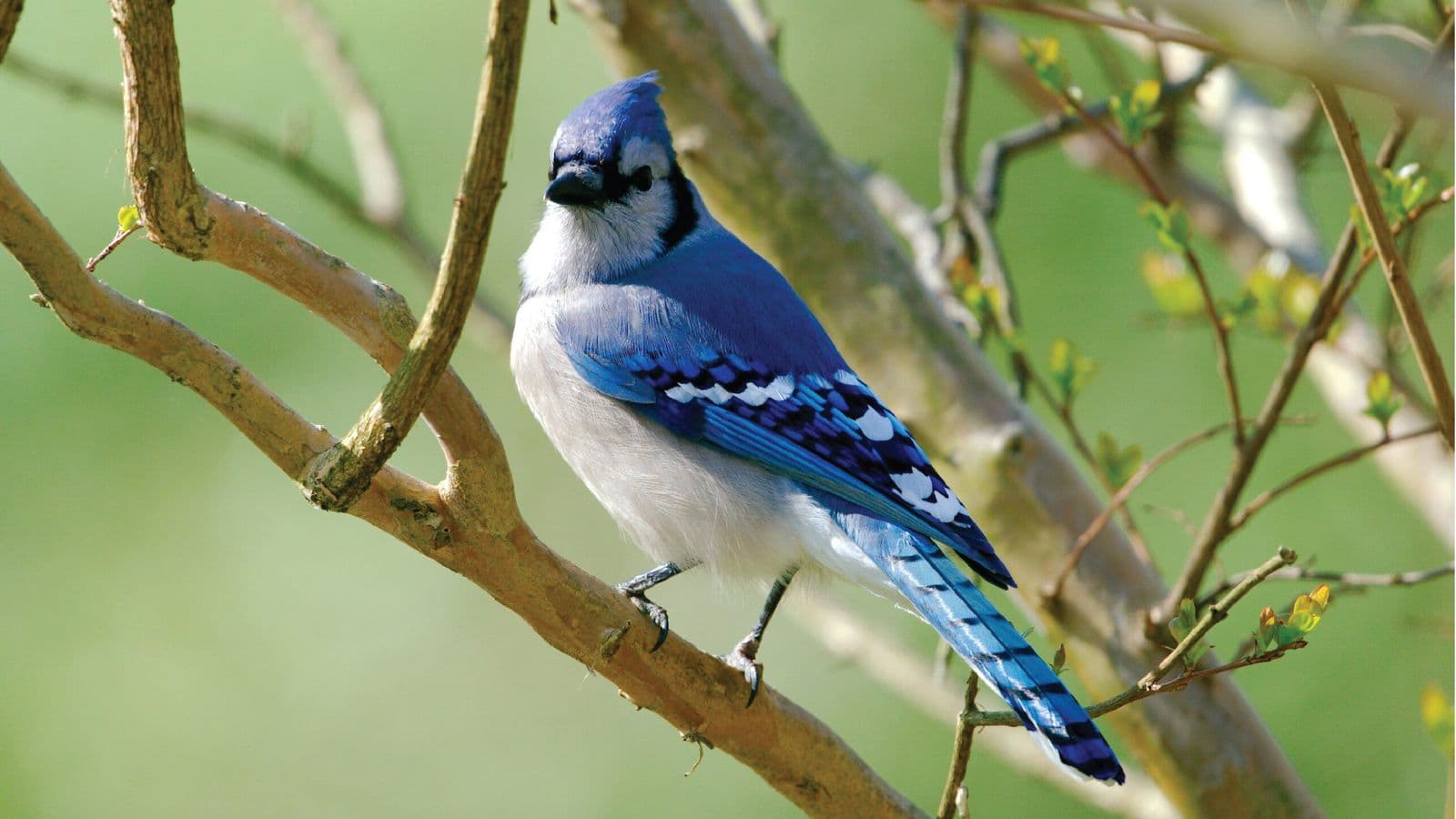 Bird Watching Bird Watching