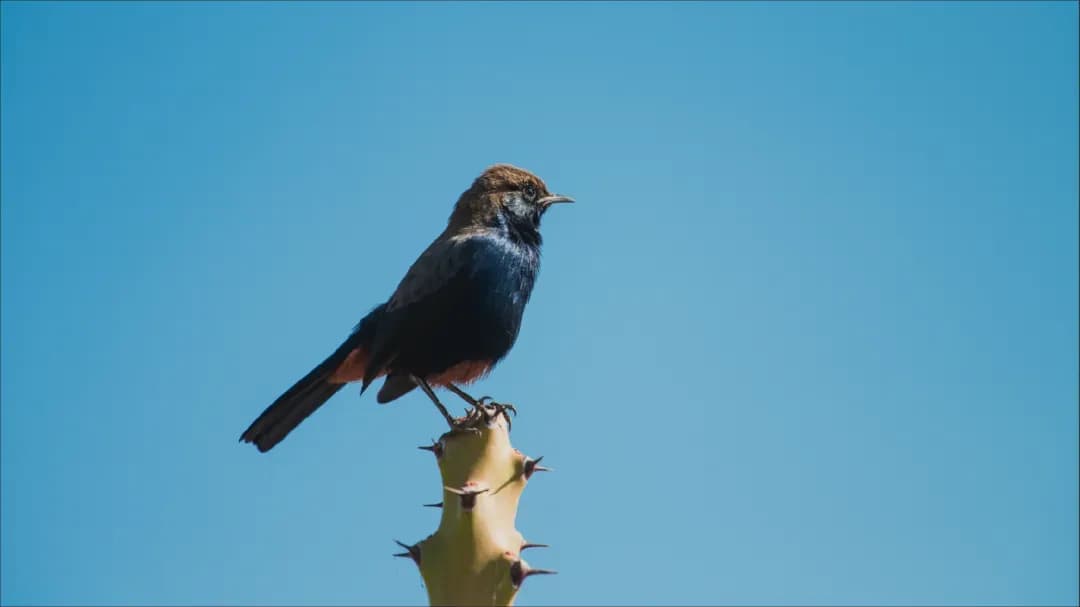 Guided Birdwatching Guided Birdwatching