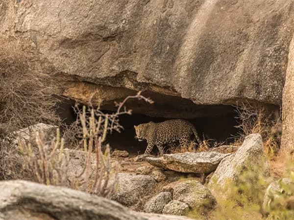 Jawai Bandh safari - A thrilling safari near Udaipur Jawai Bandh safari - A thrilling safari near Udaipur
