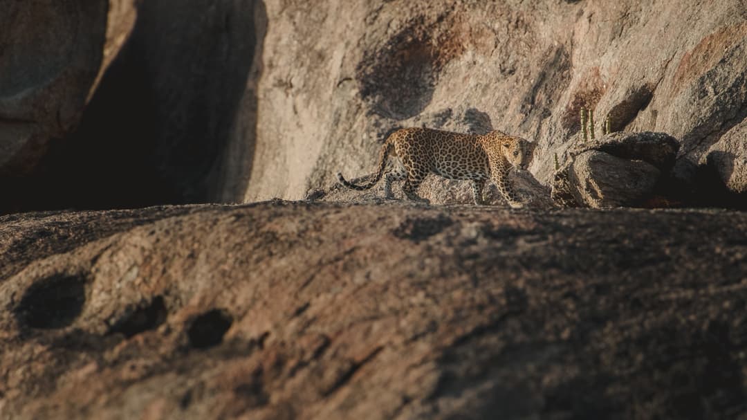 Your Complete Guide to the Jawai Leopard Safari Experience Your Complete Guide to the Jawai Leopard Safari Experience